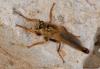 Stenopogon sp.